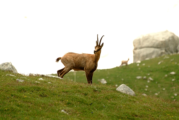 Camoscio d''Abruzzo Rupicapra pyrenaica ornata